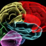 Brain by Christina Gavlez