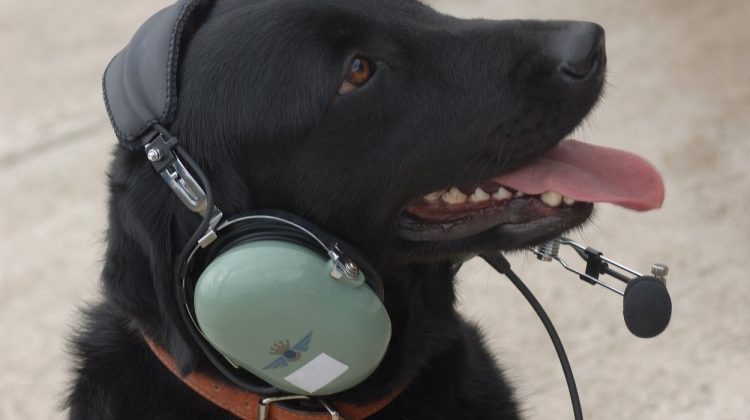 The Beagle Is Candid: Dog to Voice Device Invented