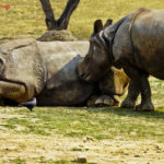 Get Up Slow Poke You are Late for Office by Antony Grossy