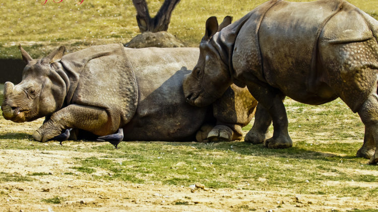 Nudge Theory: Marketing Nirvana or Unrepeatable Myth?