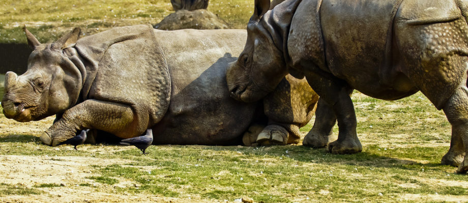 Nudge Theory: Marketing Nirvana or Unrepeatable Myth?